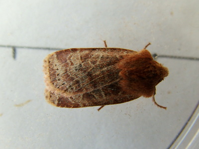Chestnut